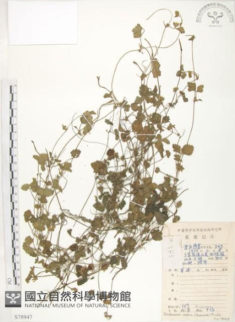 登錄號:S078947藏品圖，第1張