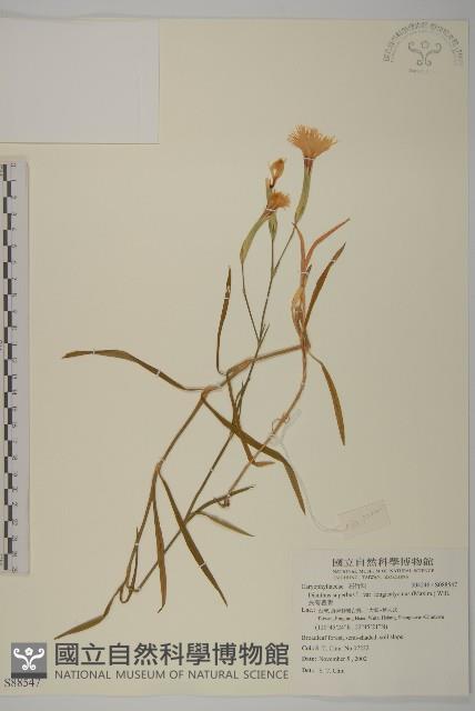 長萼瞿麥藏品圖，第1張