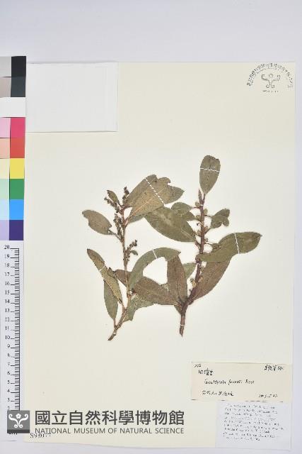 地檀香藏品圖，第1張