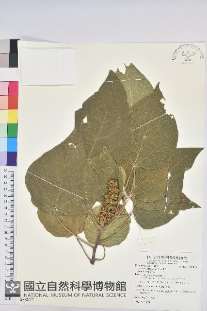 野桐藏品圖，第1張