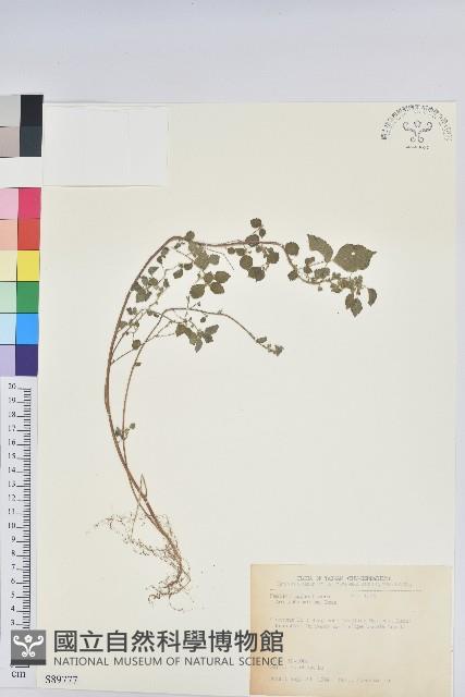 小葉鐵莧藏品圖，第1張