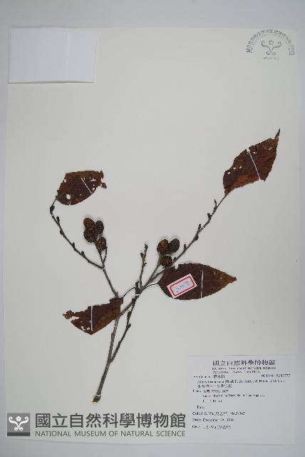 臺灣赤楊、臺灣榿木藏品圖，第1張