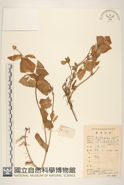 金鈕釦藏品圖，第1張