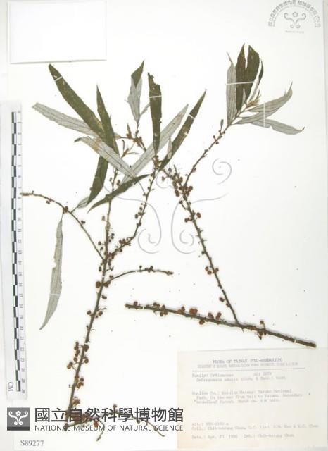 水麻藏品圖，第1張