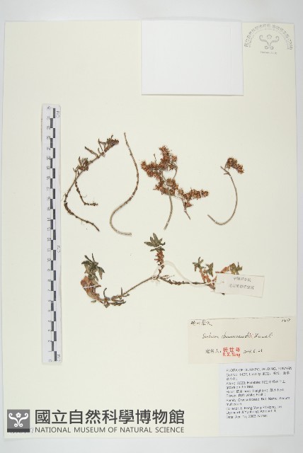 輪葉景天藏品圖，第1張