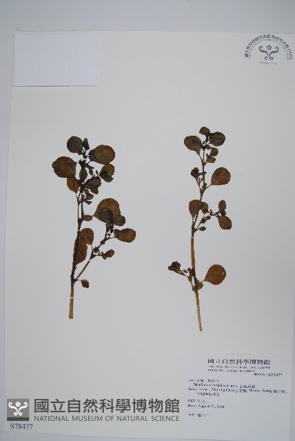 假海馬齒藏品圖，第1張