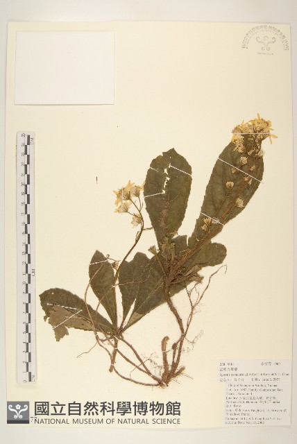 昆明合耳菊藏品圖，第1張