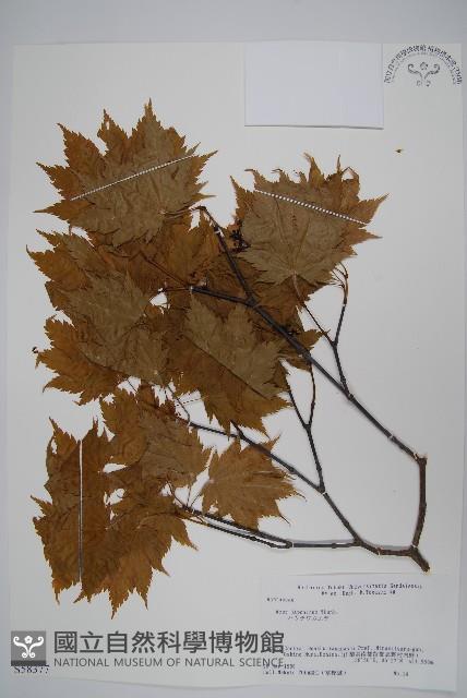 團扇槭藏品圖，第1張