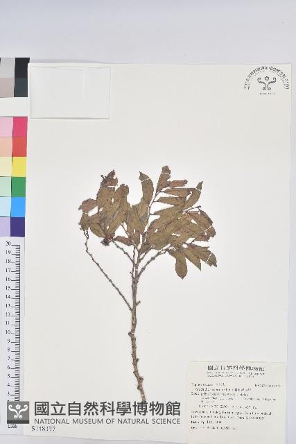 細葉饅頭果藏品圖，第1張