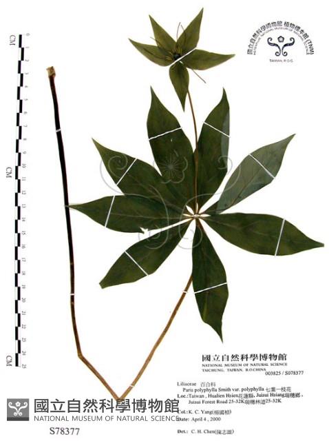 七葉一枝花藏品圖，第1張