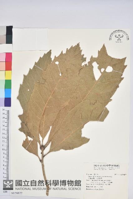 大葉石櫟、大葉校栗藏品圖，第1張