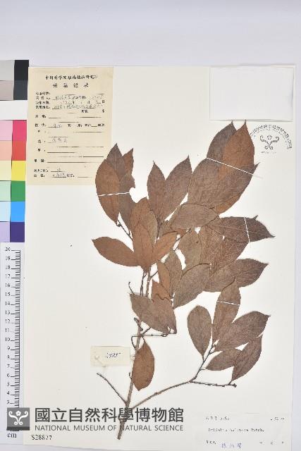 刺杜密藏品圖，第1張