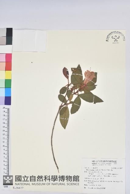 金毛杜鵑藏品圖，第1張