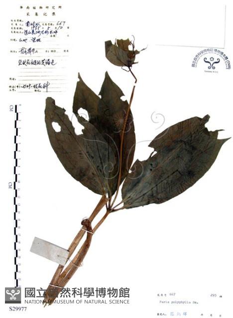 七葉一枝花藏品圖，第1張