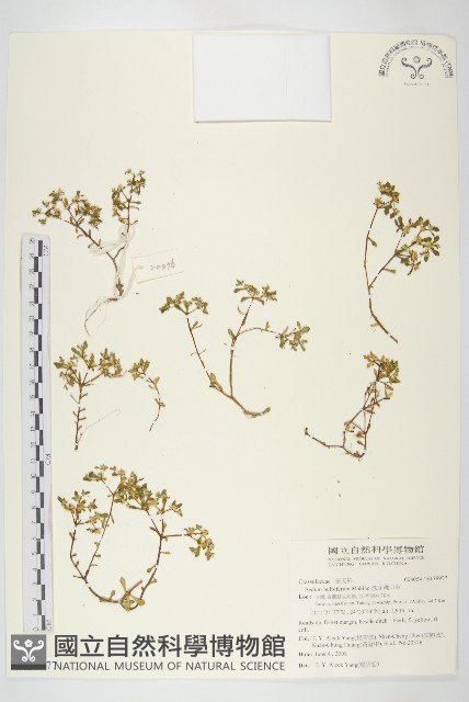 珠芽佛甲草藏品圖，第1張