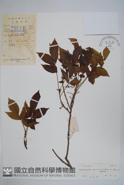 木蜡樹、野漆樹藏品圖，第1張