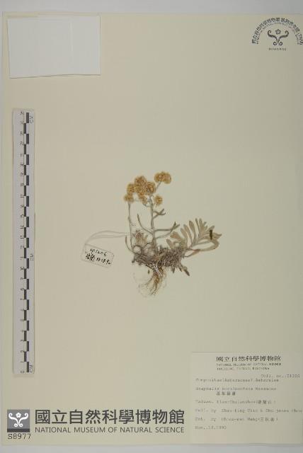 蓬萊籟簫藏品圖，第1張