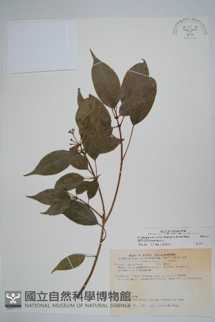 臺灣樹參藏品圖，第1張