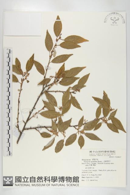 小葉胡頹子藏品圖，第1張