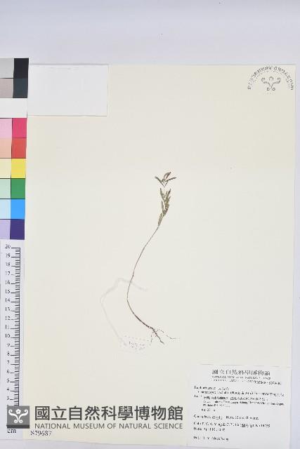 華南大戟藏品圖，第1張