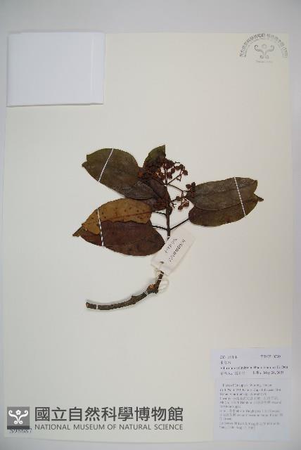 水紅木藏品圖，第1張