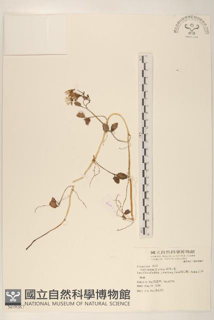 濱剪刀股藏品圖，第1張