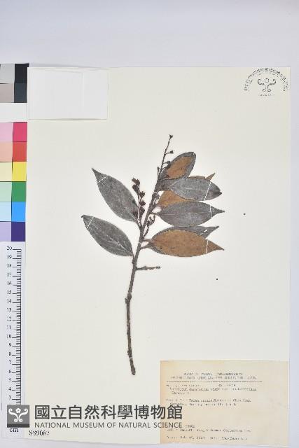 珍珠花、長尾葉越橘藏品圖，第1張