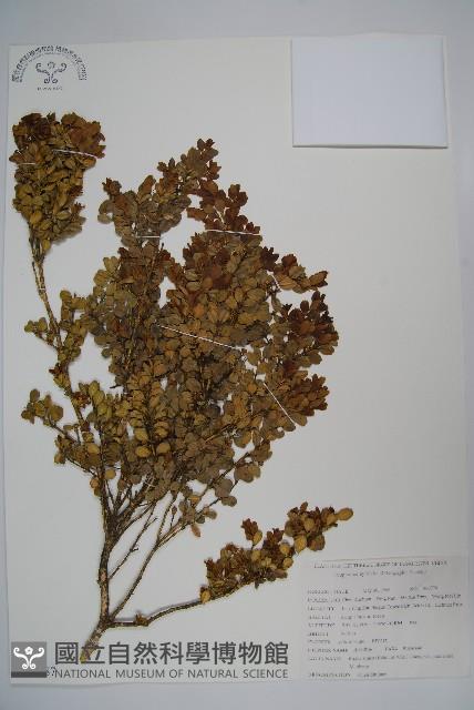 小葉黃楊藏品圖，第1張