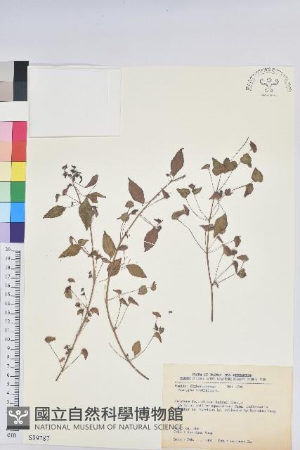 鐵莧菜藏品圖，第1張