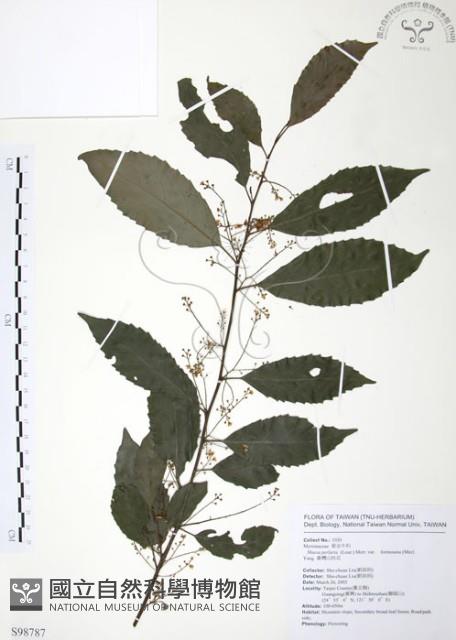 台灣山桂花藏品圖，第1張