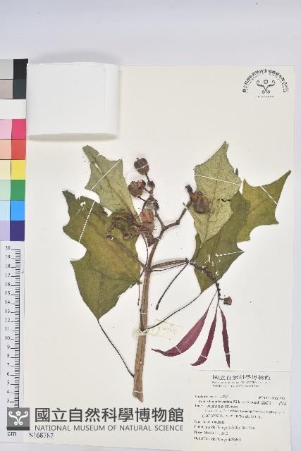 聖誕紅、一品紅藏品圖，第1張