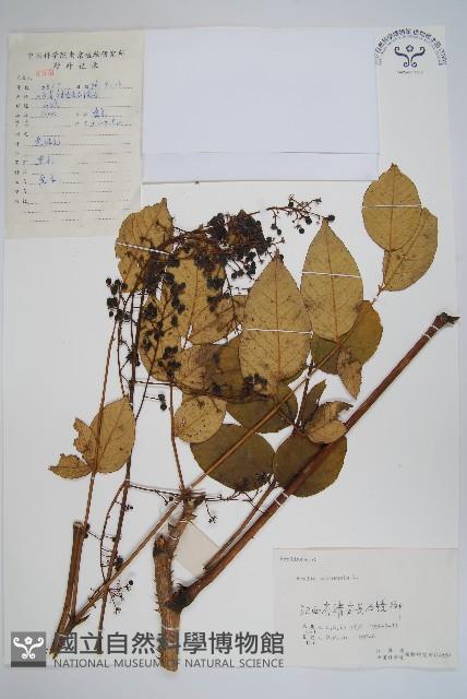 蔥木藏品圖，第1張