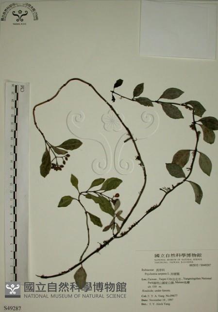 拎壁龍藏品圖，第1張