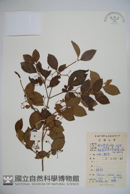 呂宋莢迷藏品圖，第1張