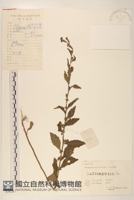 雞兒腸藏品圖，第1張