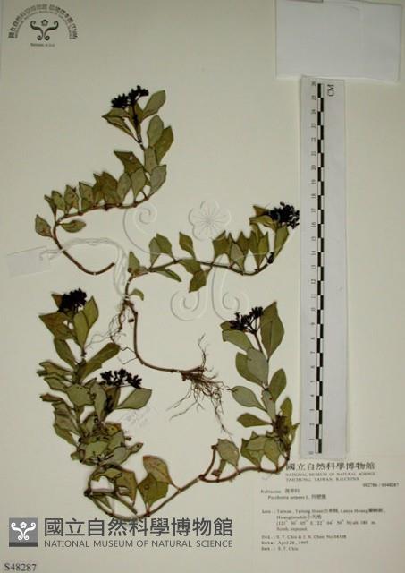 拎壁龍藏品圖，第1張