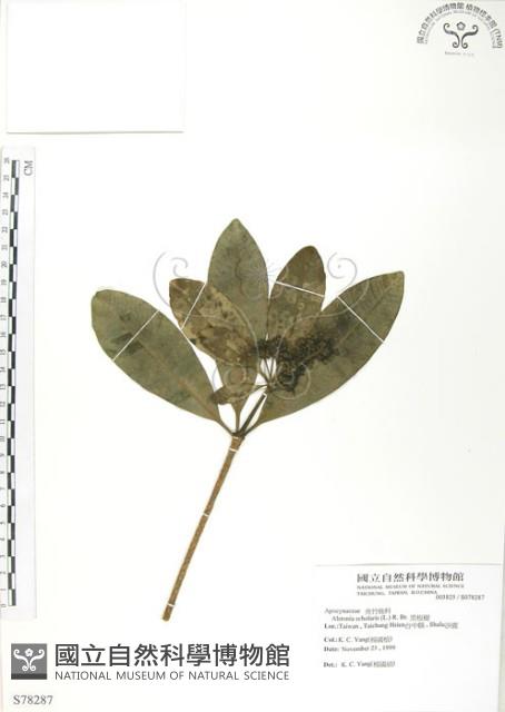 黑板樹藏品圖，第1張