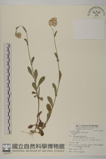 日本假蓬藏品圖，第1張