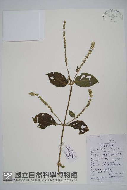 土牛膝藏品圖，第1張