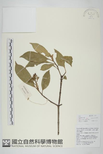 短圓葉棶木藏品圖，第1張