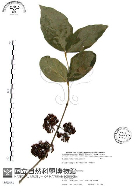 杜虹花，台灣紫珠藏品圖，第1張