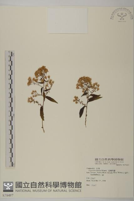 臺灣馬蘭藏品圖，第1張