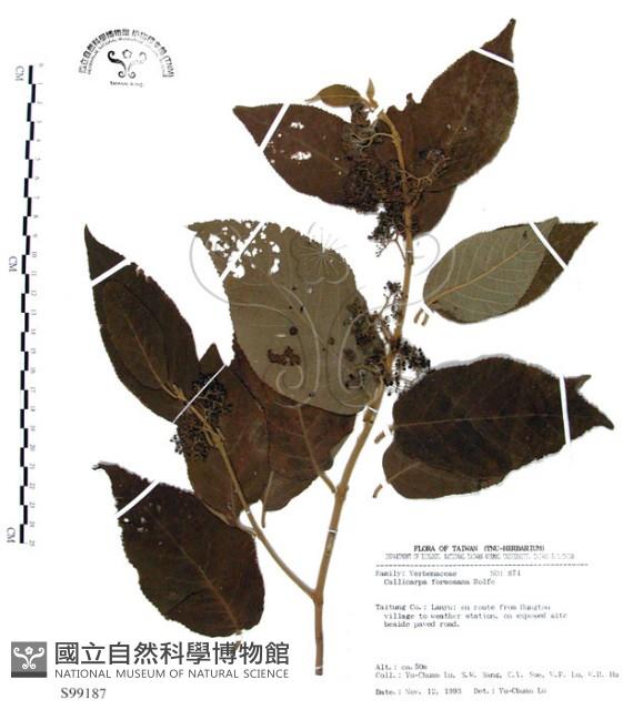 杜虹花，台灣紫珠藏品圖，第1張