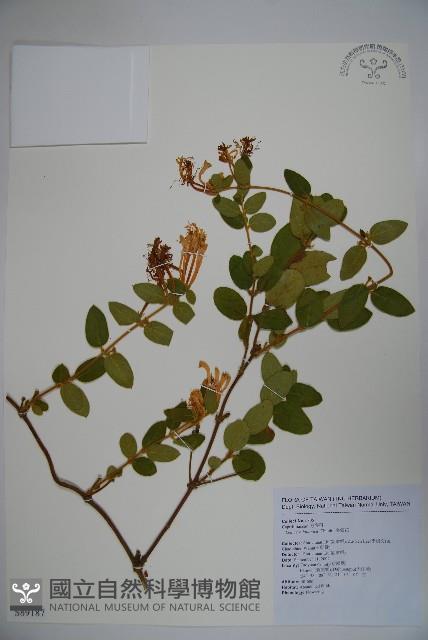 忍冬、金銀花藏品圖，第1張