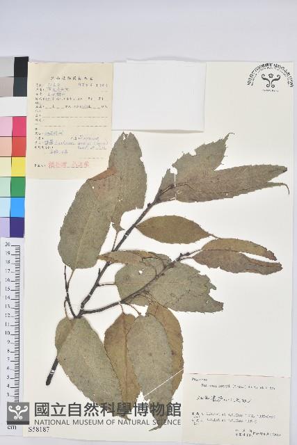 錐栗藏品圖，第1張