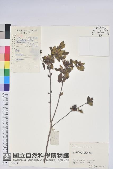 唐杜鵑、大屯杜鵑、中原氏杜鵑藏品圖，第1張