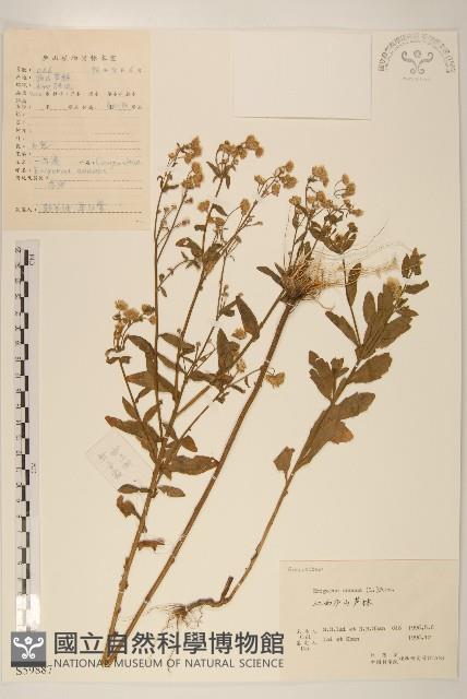 Accession Number:S059887 Collection Image, Figure 1, Total 3 Figures