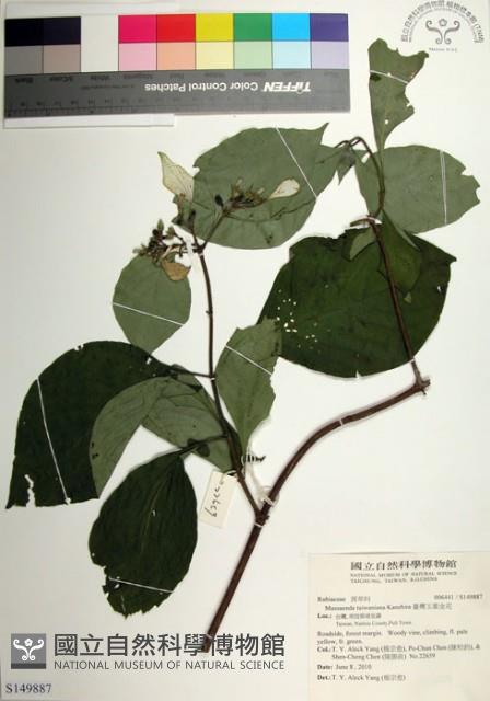 臺灣玉葉金花藏品圖，第1張