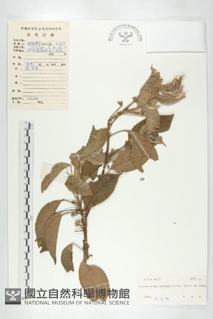 亮葉杜英藏品圖，第1張