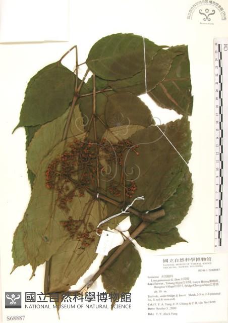 火筒樹藏品圖，第1張